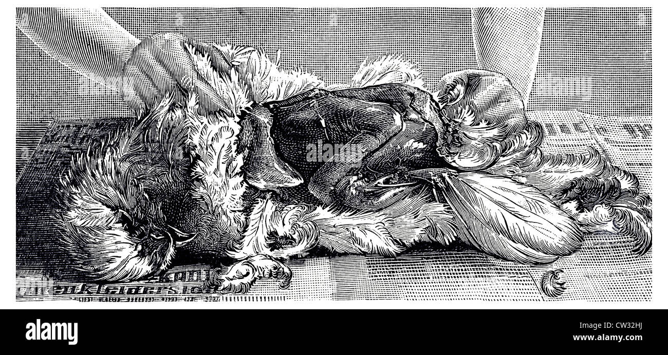 Schneehühner und Tabelle Hühner sind nicht gezupft Stockfoto