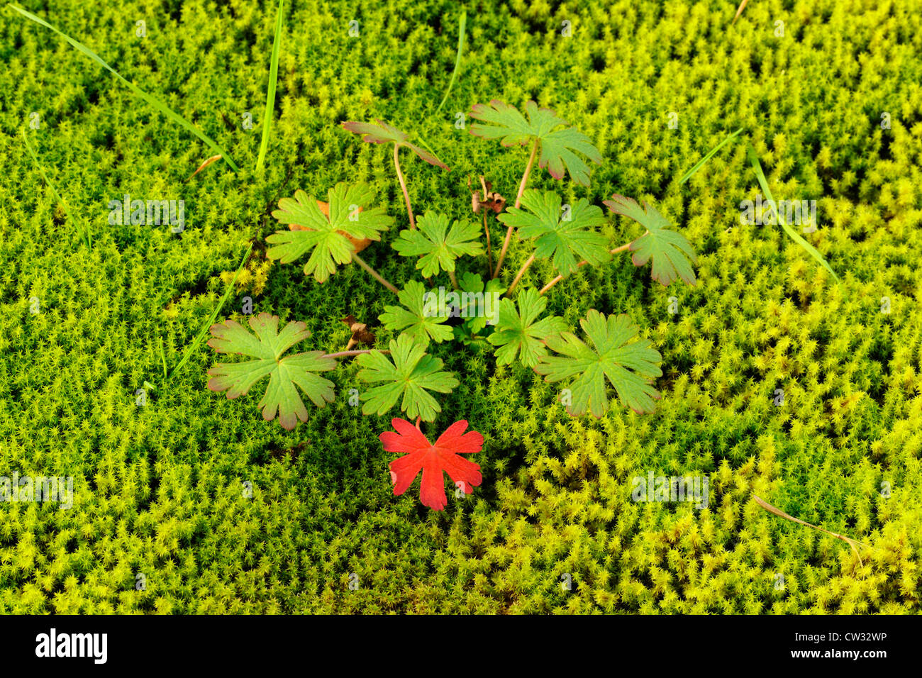 Wilden Geranien Blätter, Rosseau, Ontario, Kanada Stockfoto