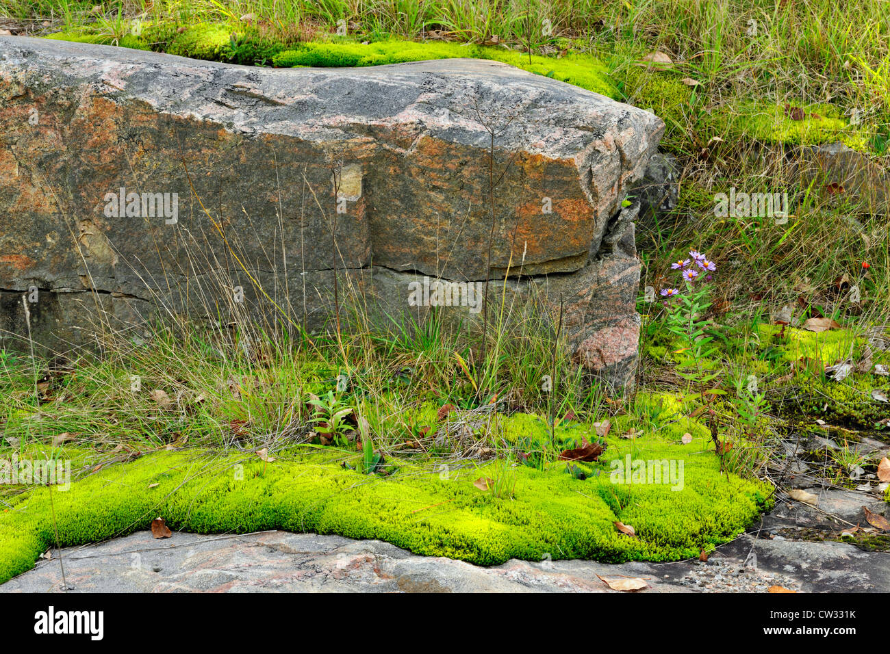 Pohlia Moos Kolonien auf Granitfelsen mit Aster und Gräsern, Rosseau, Ontario, Kanada Stockfoto
