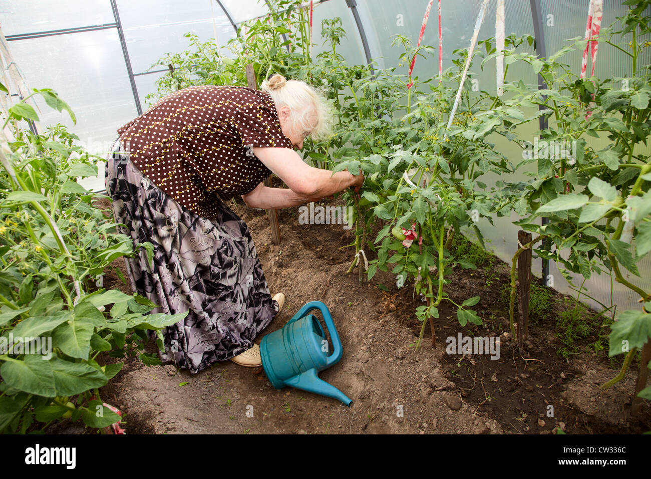 Die alte Frau in einem Gewächshaus im Gebüsch von Tomaten Stockfoto