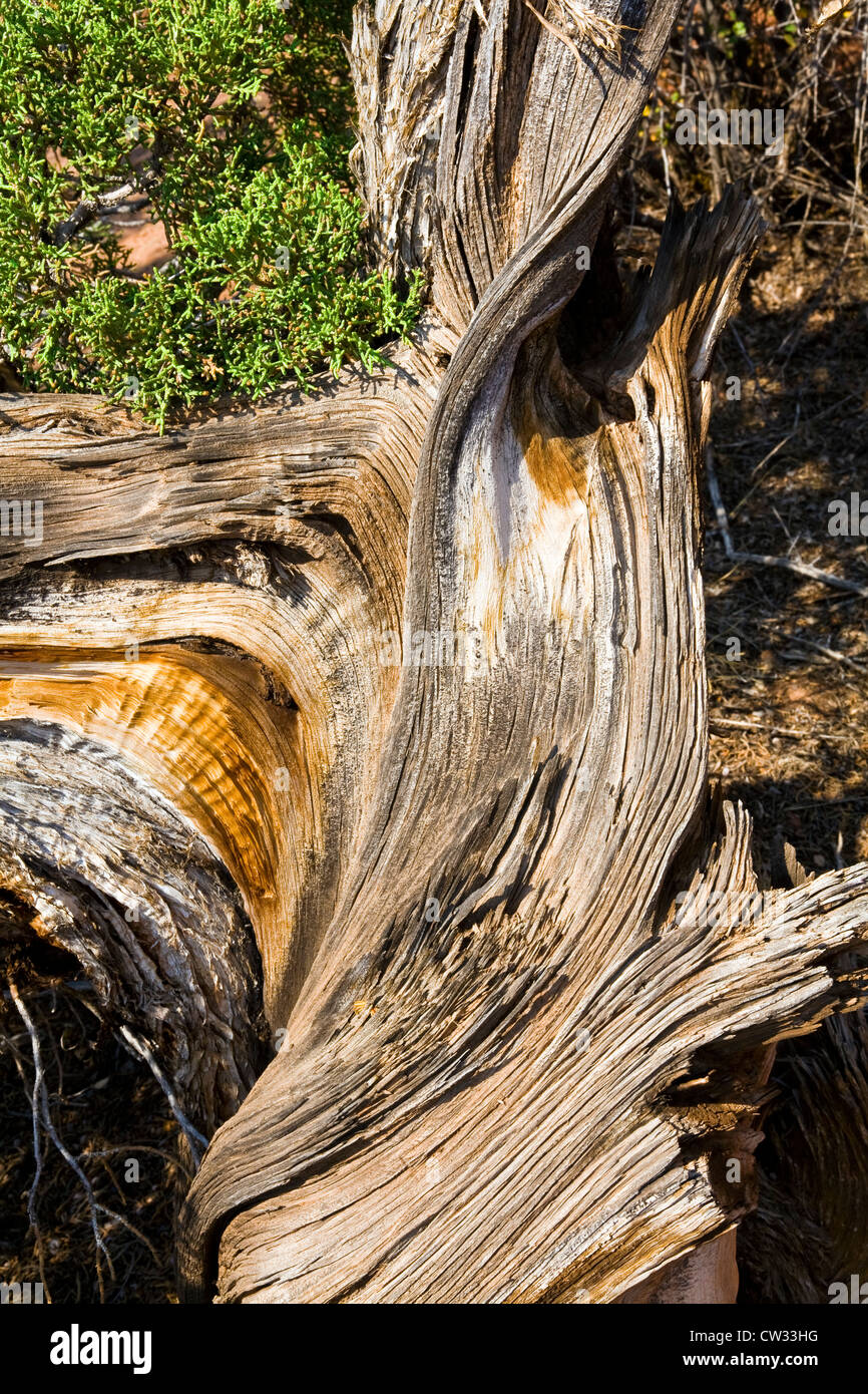 Eine verdrehte Log, getrockneten durch jahrelange Wetter, füllt in der Landschaft am Colorado National Monument in der Nähe von Fruita, Colorado. Stockfoto