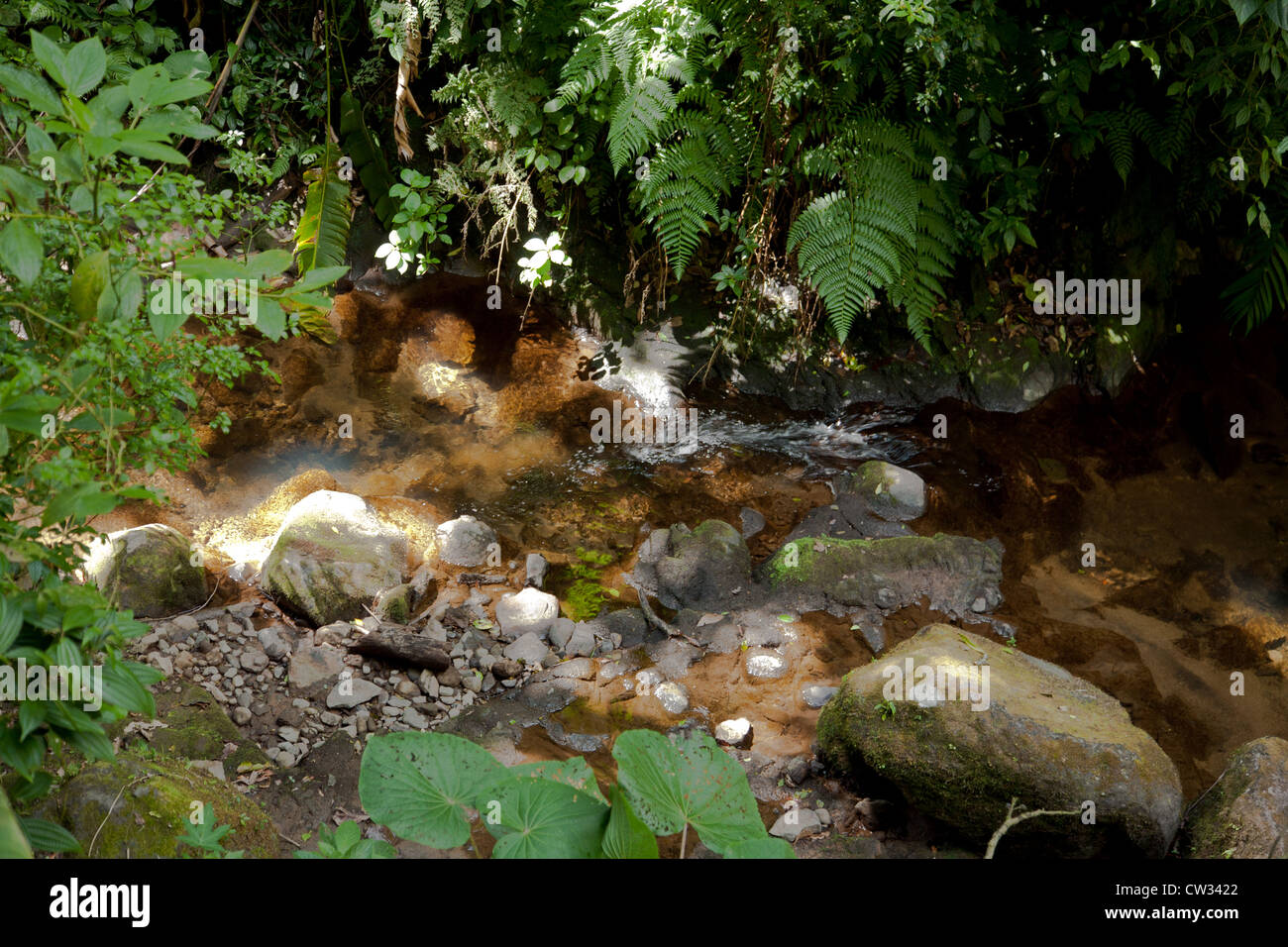 Monteverde, Guanacaste: Besucher der Monteverde Cloud Forest Preserve fast überwältigende Wachstum und viel Grün umgeben. Stockfoto
