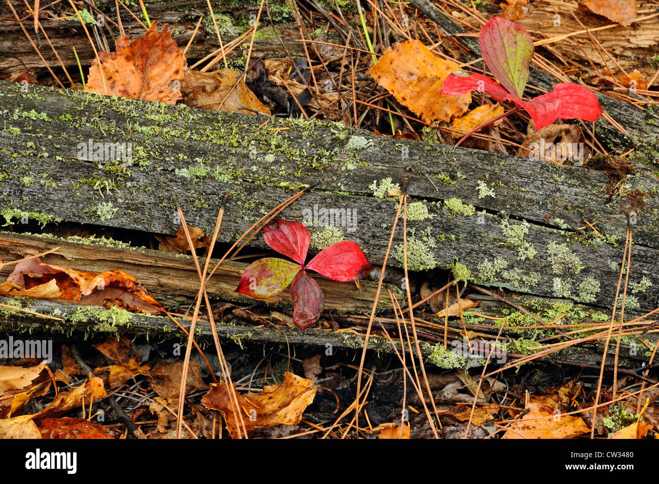 Bunchberry (Cornus Canadensis) Blätter im Herbst mit Blatt Streu und verfallenden Baumstämmen, Greater Sudbury, Ontario, Kanada Stockfoto