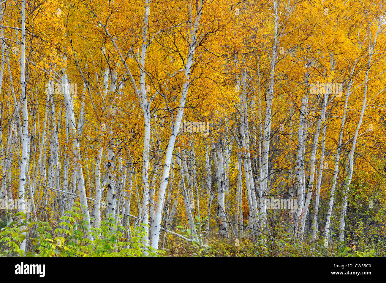 Weiße Birke (Betula Papyrifera) Waldbesitzer im Herbst, Greater Sudbury, Ontario, Kanada Stockfoto