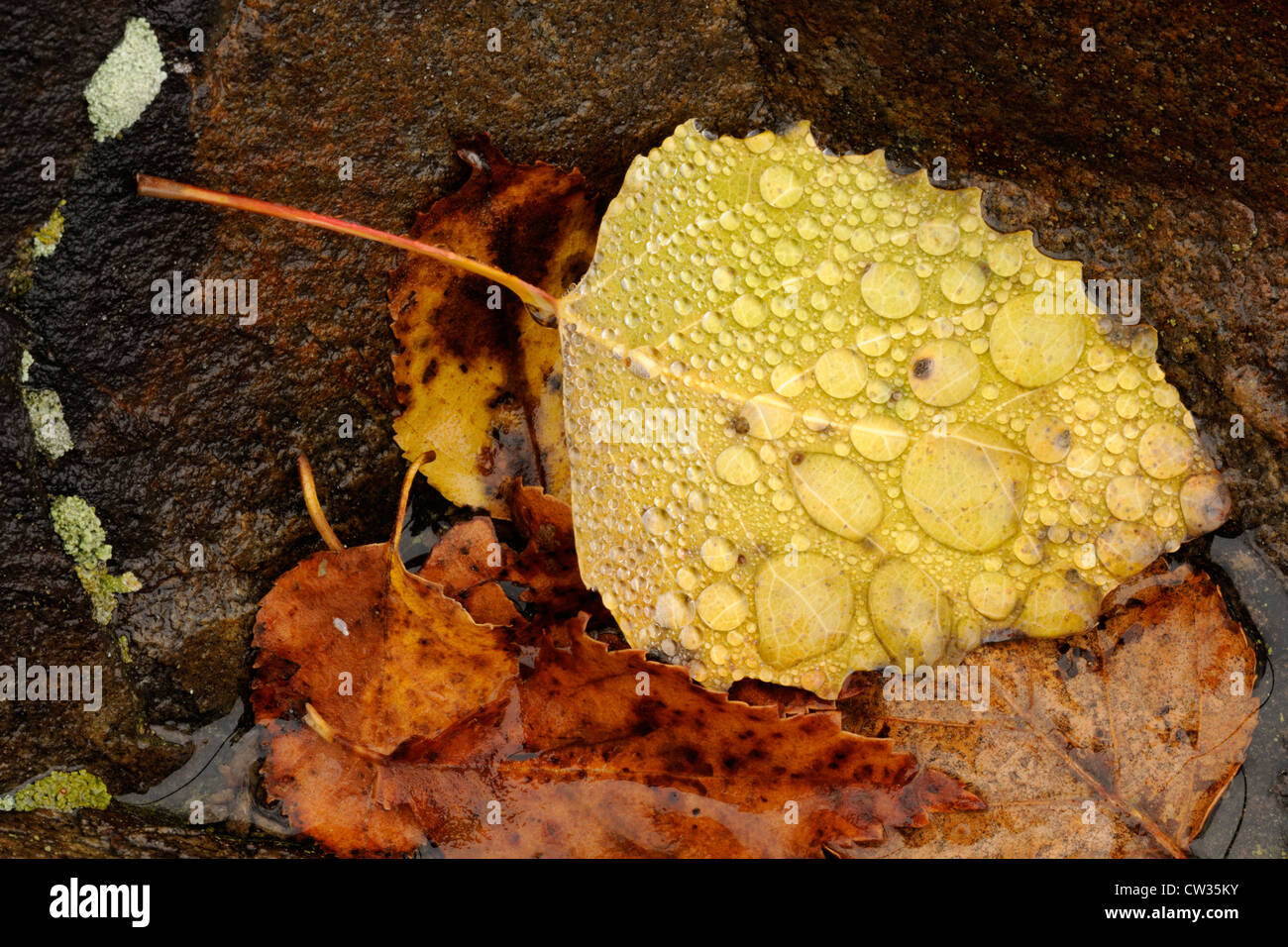 Gefallenen Herbst Pappel Blätter mit Regentropfen, Greater Sudbury, Ontario, Kanada Stockfoto