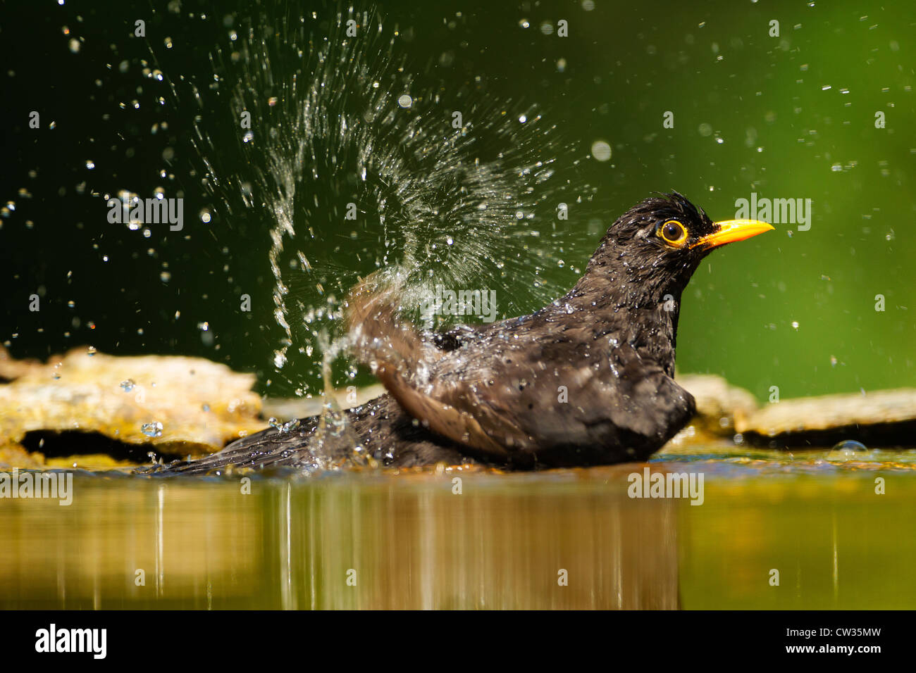 Amsel (Turdus Merula) Baden. Hungrige Stockfoto