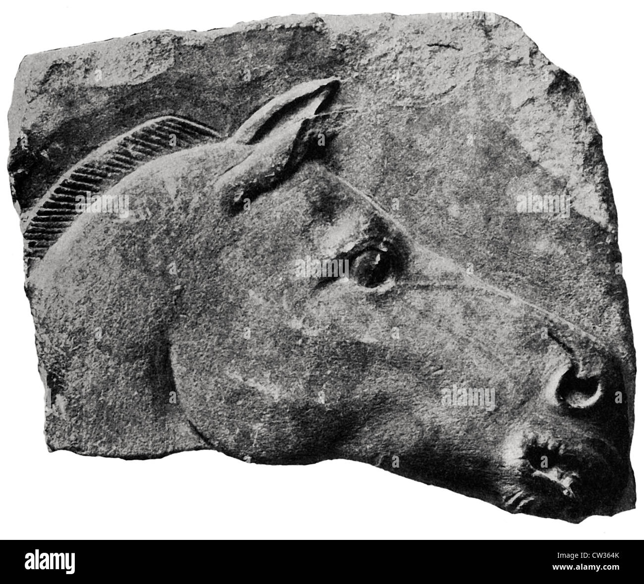 Pferdekopf Stockfoto