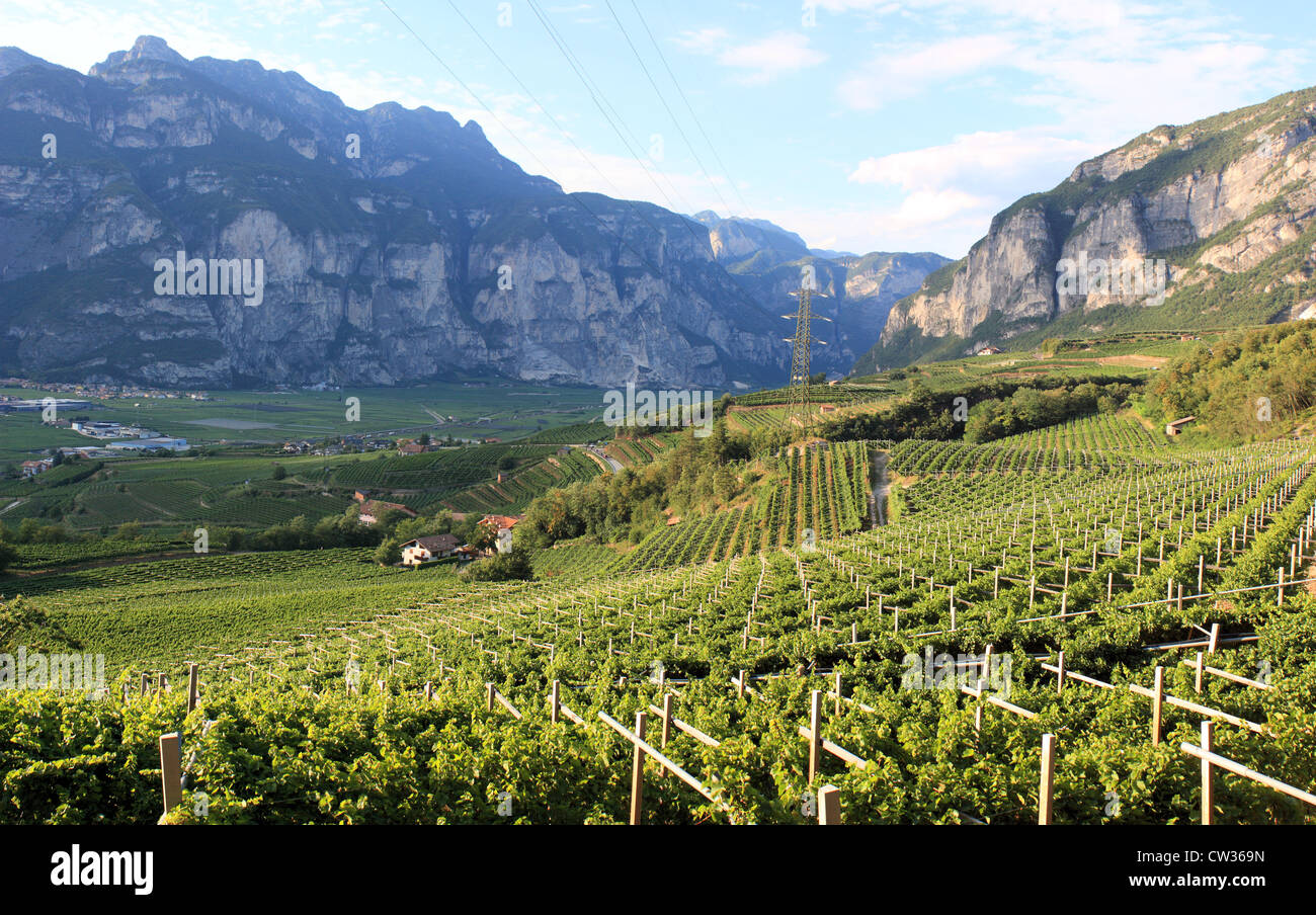 Weinberg oberhalb San Michele, Region Trentino-Südtirol, Italien Stockfoto