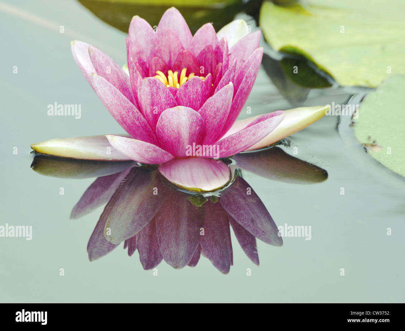 leichte Schlüsselbild der Blüte Lotusblume in japanischen Teich; Blume im Fokus Stockfoto