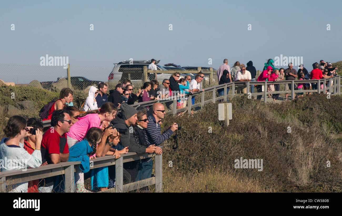 Große Schar von Menschen beobachten See-Elefanten Stockfoto