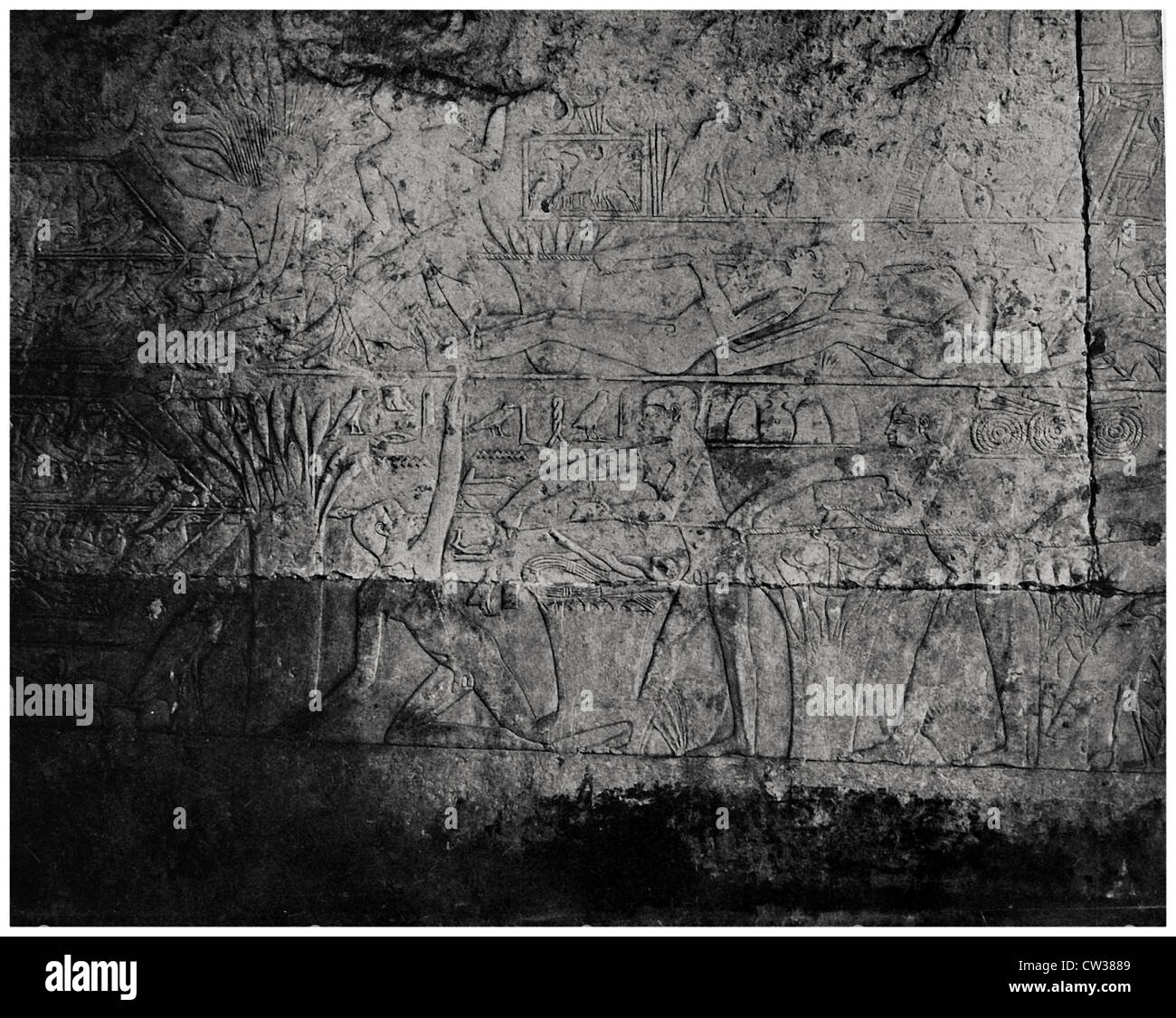 Fang von Watvögeln im Netz Stockfoto