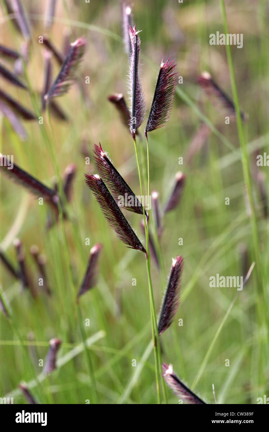 Blaues Grama Grass, Bouteloua Gracilis, Poaceae. Stammt aus der nordamerikanischen Prärie. Stockfoto