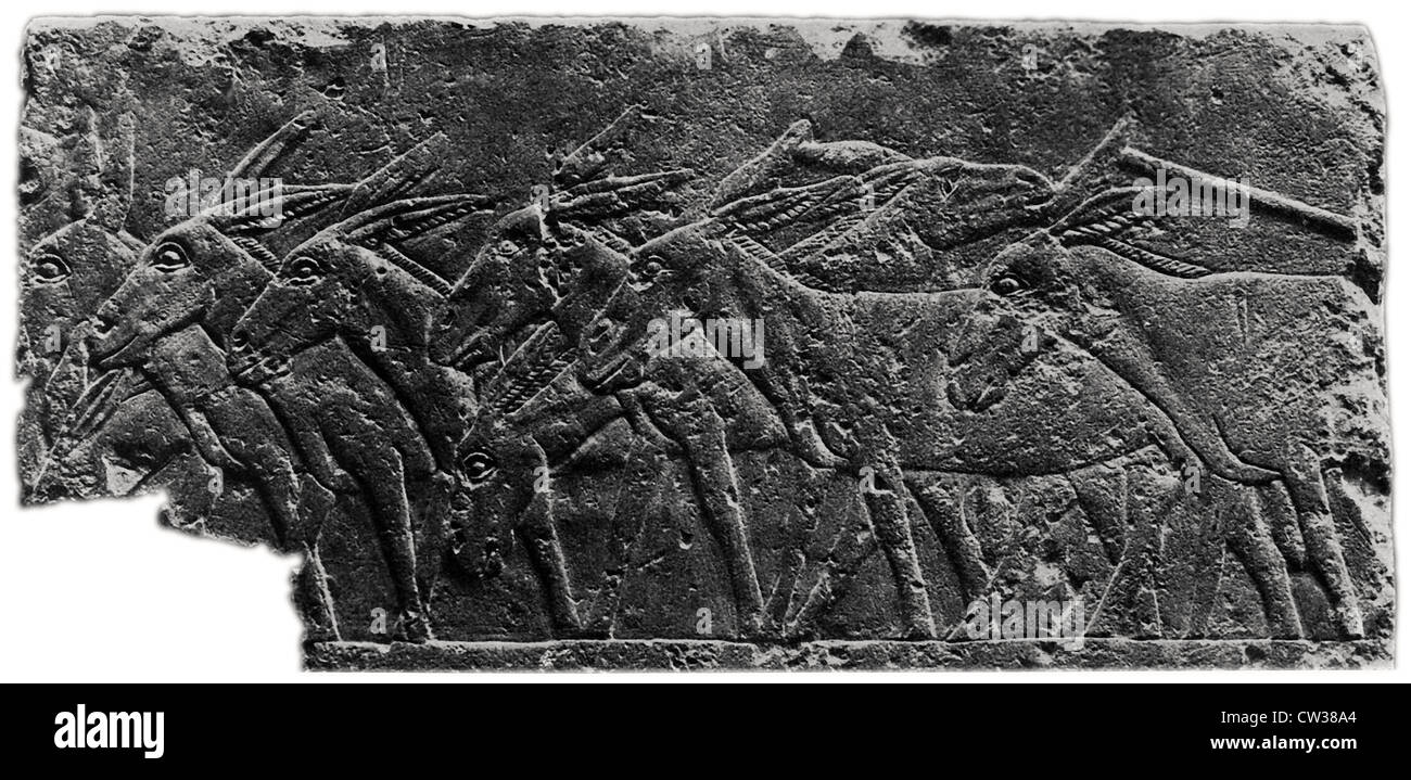 Esel-Herde Stockfoto