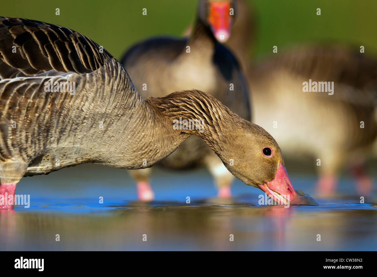 Graugans Goose(Anser anser) hungrig Stockfoto