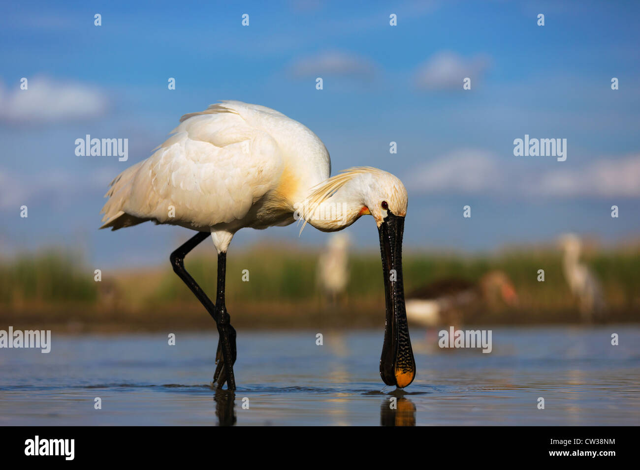 Eurasische Löffler (Platalea Leucorodia) auf Nahrungssuche. Hungrige Stockfoto