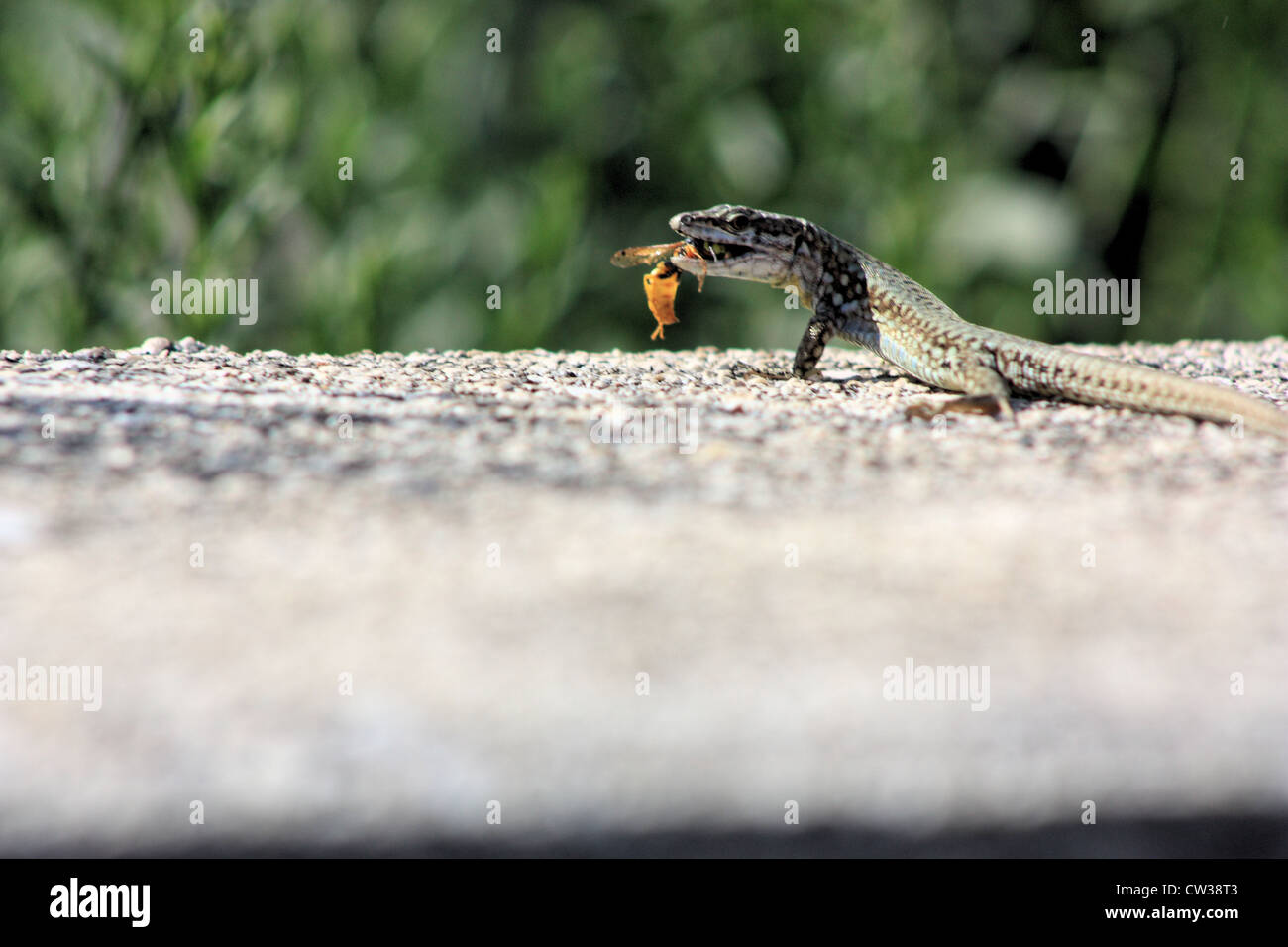 Podarcis muralis (gemeinsame Wand Eidechse) Jagd eine Wespe, Italien Stockfoto