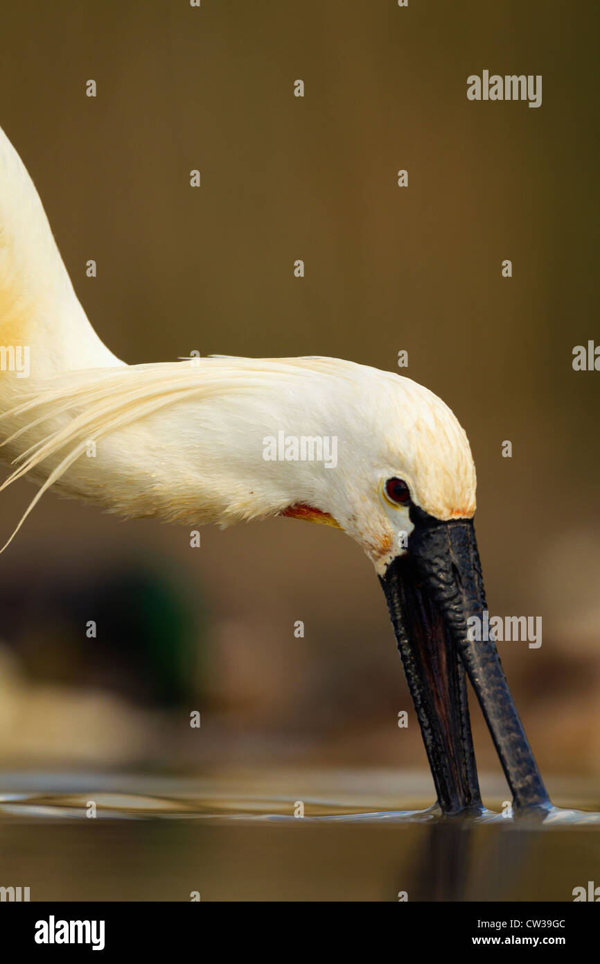 Eurasische Löffler (Platalea Leucorodia) auf Nahrungssuche. Hungrige Stockfoto