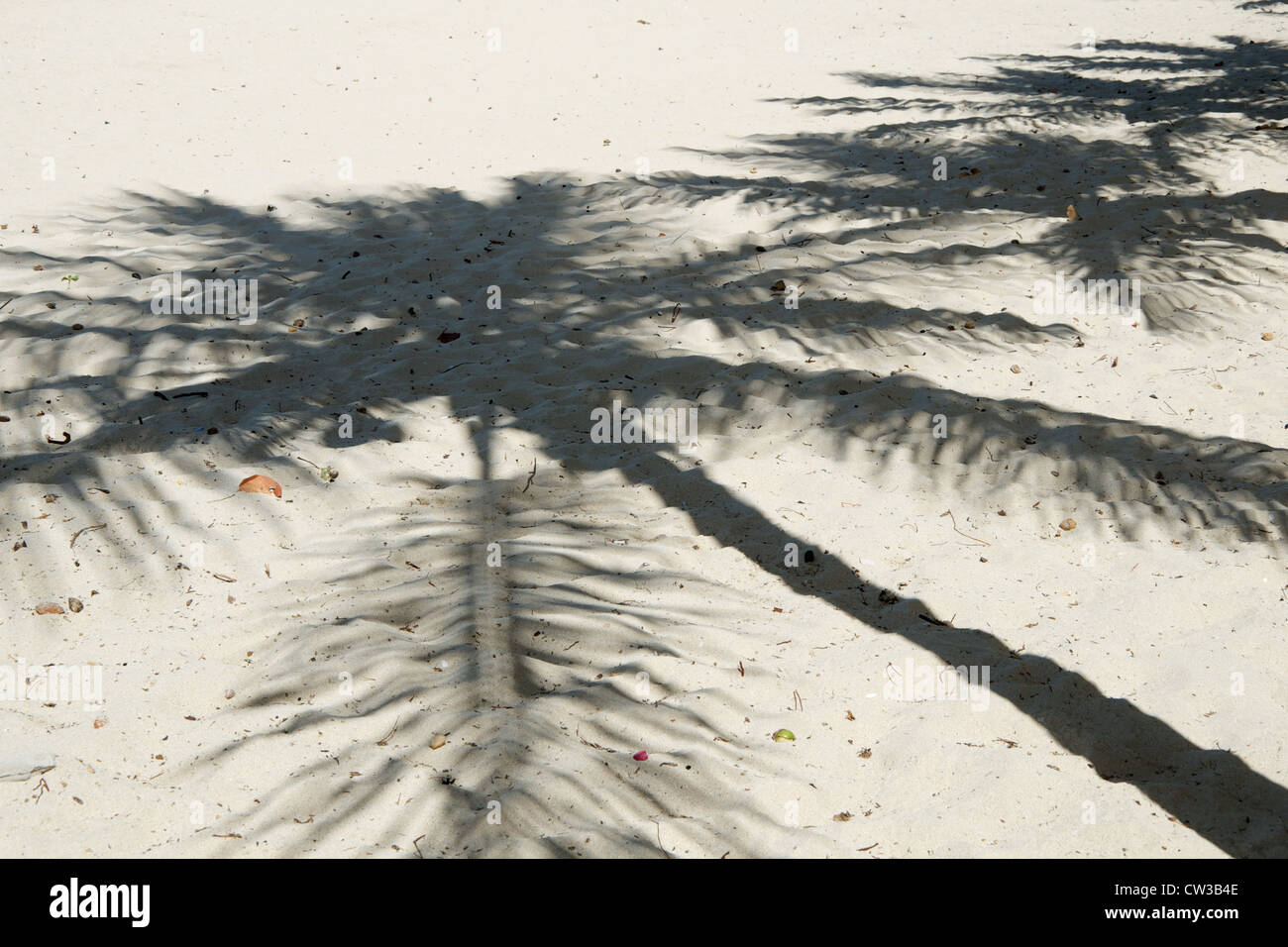 Ein Kokosbaum erzeugt nur einen dünnen Schatten. Schlechter Sonnenschutz. Palmenbaum am weißen Sandstrand. Stockfoto