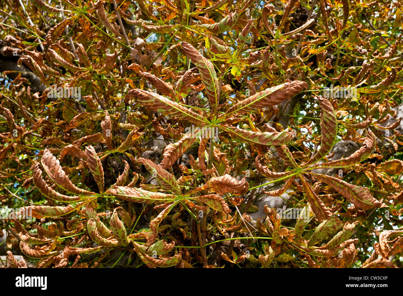 Trocknung der Rosskastanie / Aesculus Hippocastanum verlässt - Frankreich. Stockfoto