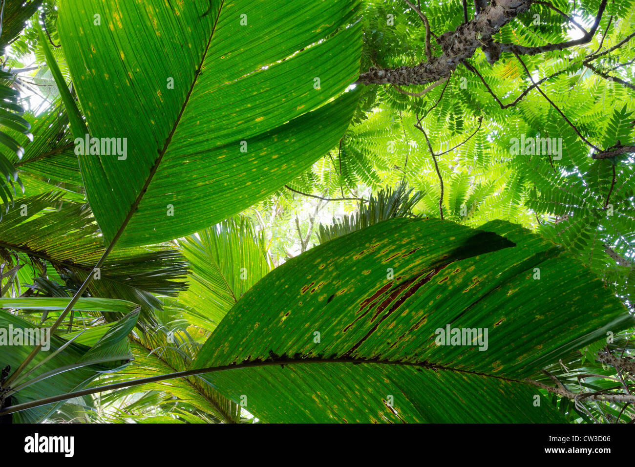 Palmblätter von Palmen in der Vallée De Mai Palmenwald in Praslin ist ein UNESCO-Welterbe. Praslin.Seychelles Stockfoto