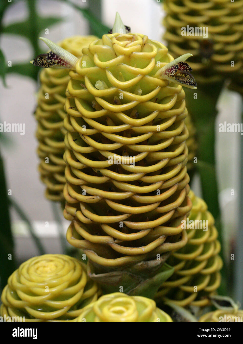 Ginger Plant, Zingiber Spectabile, Zingiberaceae Stockfotografie Alamy