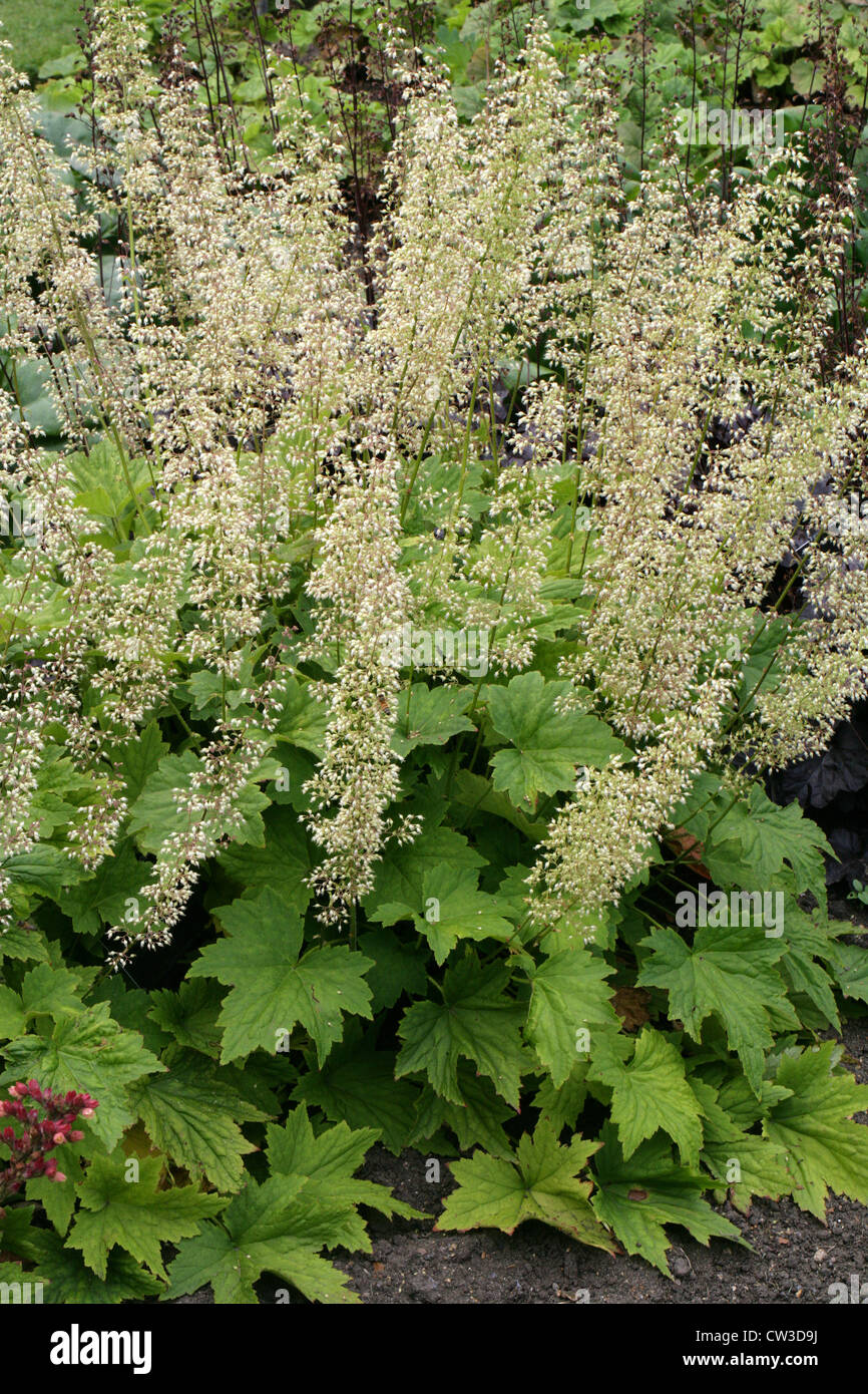 Behaarte Alumroot, Maple Leaf Alumroot, Heuchera Villosa var Villosa, Saxifragaceae. Süd-Osten der USA, Nordamerika. Stockfoto