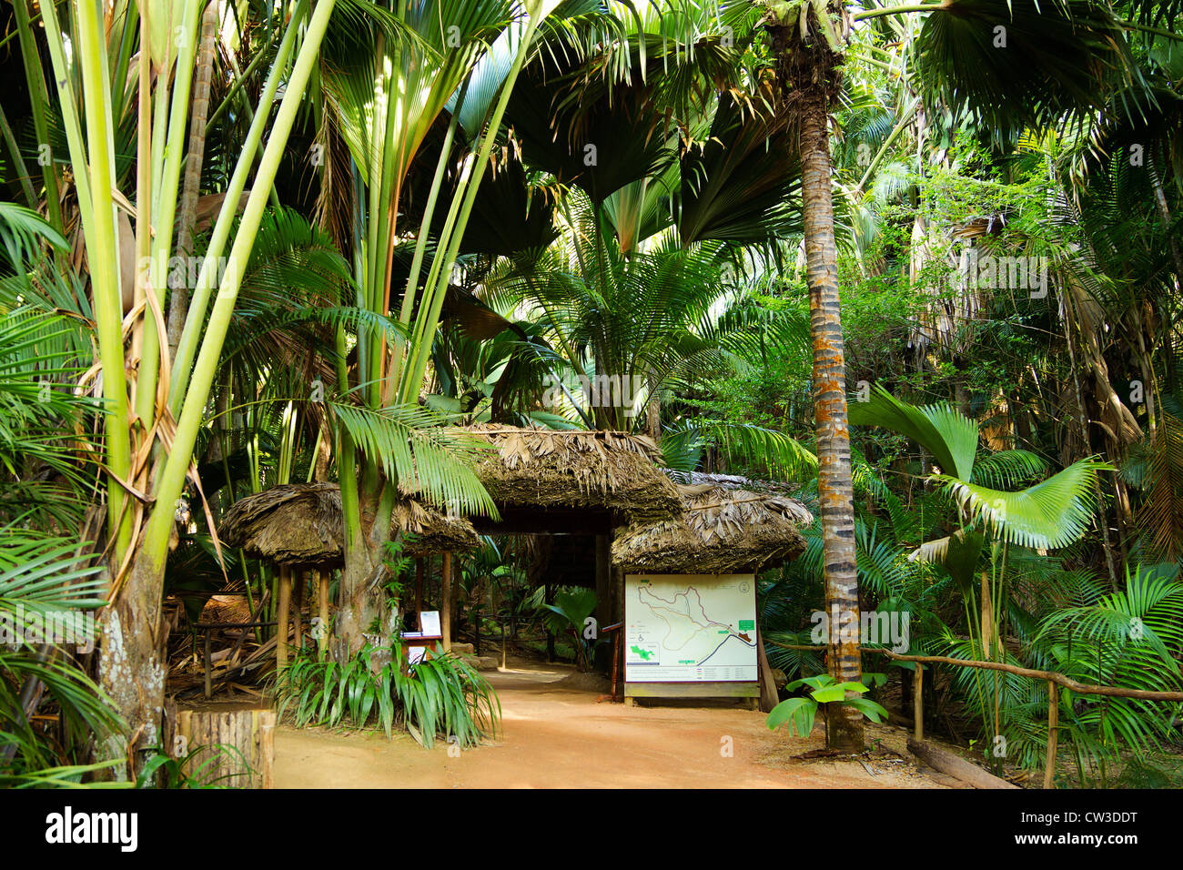 Vallée De Mai World Heritage site Stockfoto