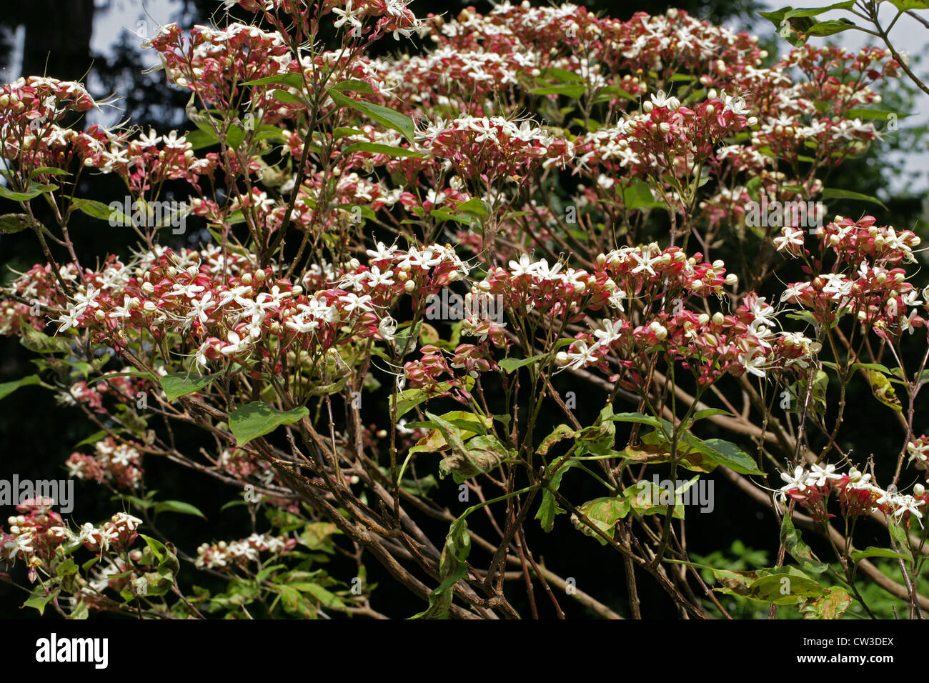 Harlekin Herrlichkeit Bower, japanische Clerodendrum Erdnussbutter Strauch, Clerodendrum Trichotomum, Lamiaceae. China und Japan. Stockfoto