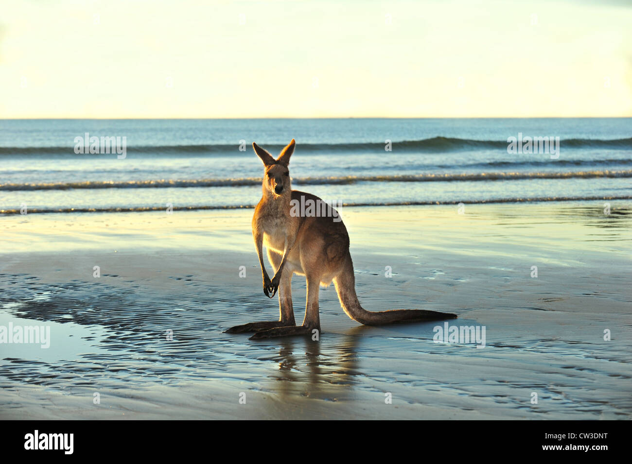 australische östliche graue Känguru am Strand, Cape Hillsborough, Mackay, Norden von Queensland. exotische Säugetiere Känguru ähnliche wallaby Stockfoto