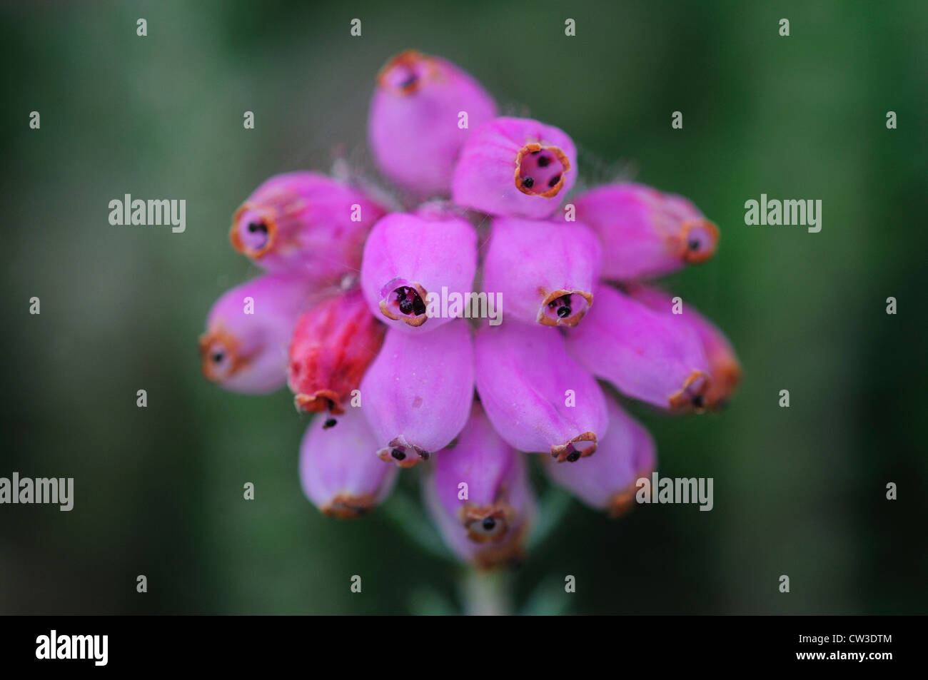 Eine Kreuz-leaved Heidekraut Blume UK Stockfoto