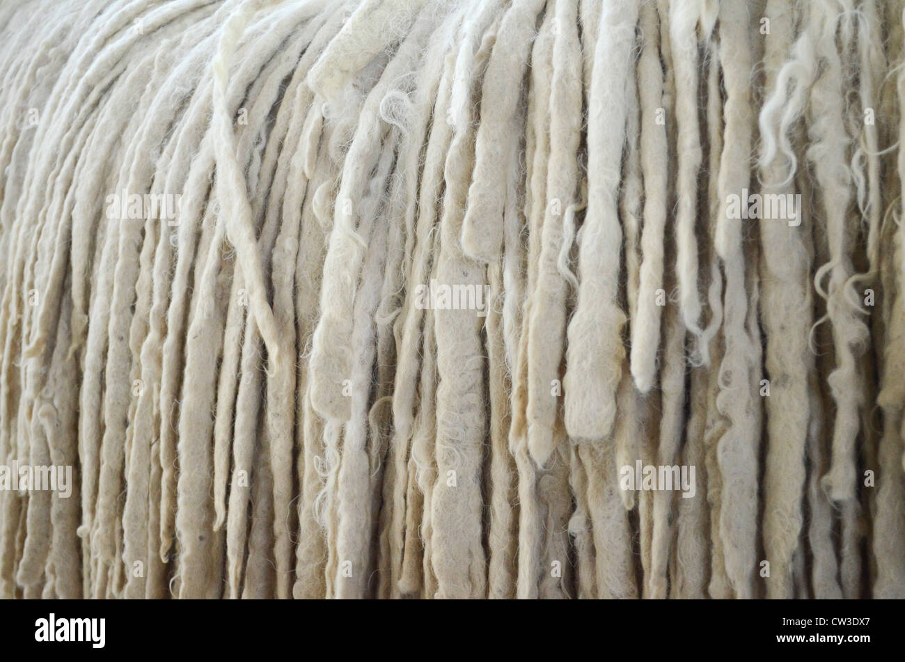 Die Komondor ist eine große, weiße ungarische Hunderasse Vieh Wächter mit einem lange, zottige Haarkleid. Nahaufnahme des Mantels Stockfoto