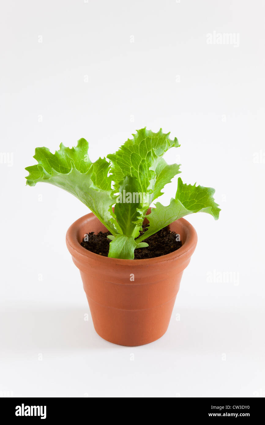 Topfpflanzen Kopfsalat Stockfoto