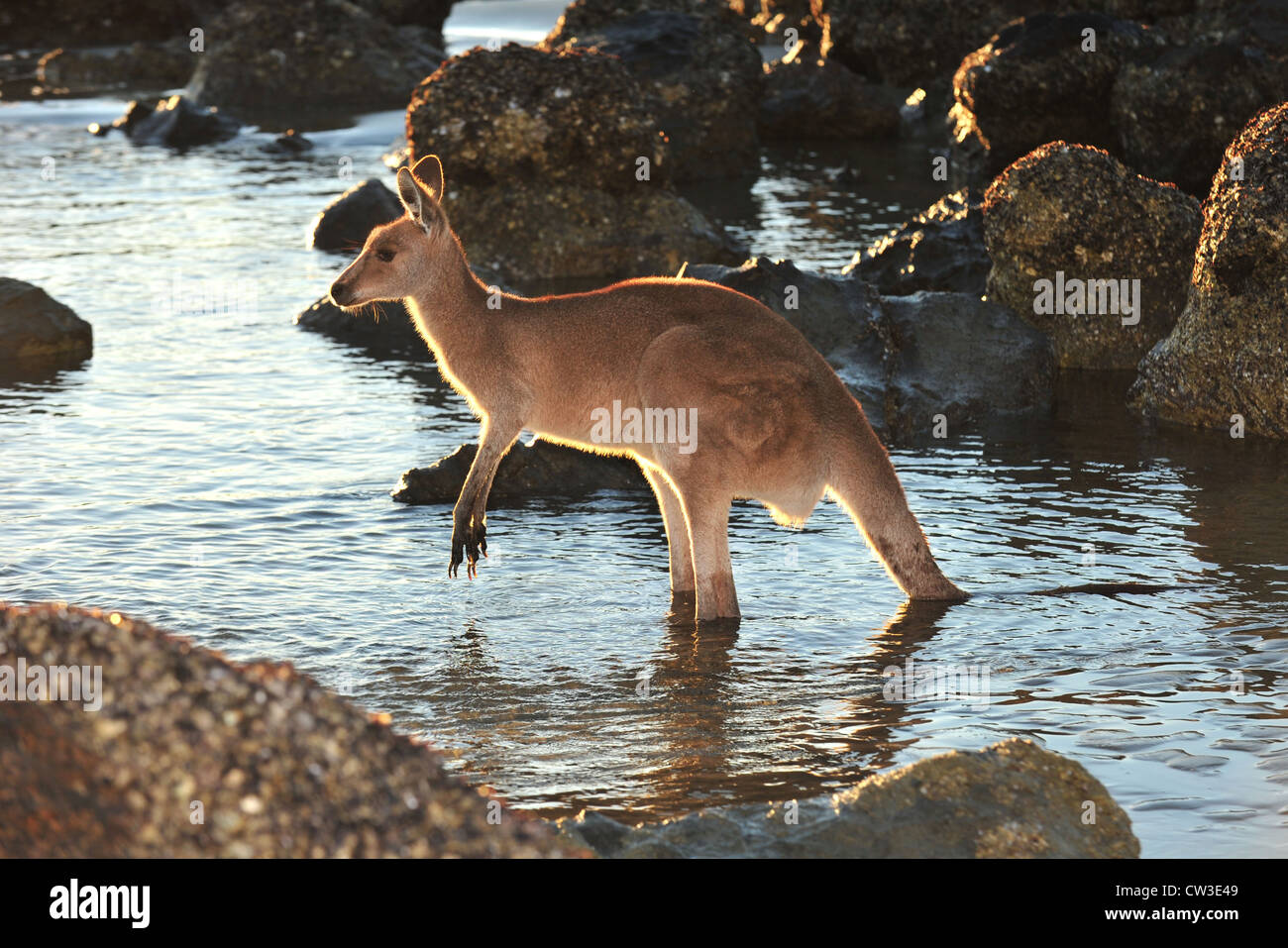 australische östliche graue Känguru im Wasser am Strand, Cape Hillsborough, Mackay, North queensland Stockfoto