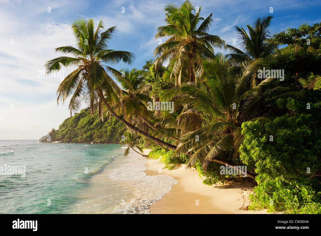 Schiefe Palmen am Strand, Cousine Island.Seychelles Stockfoto