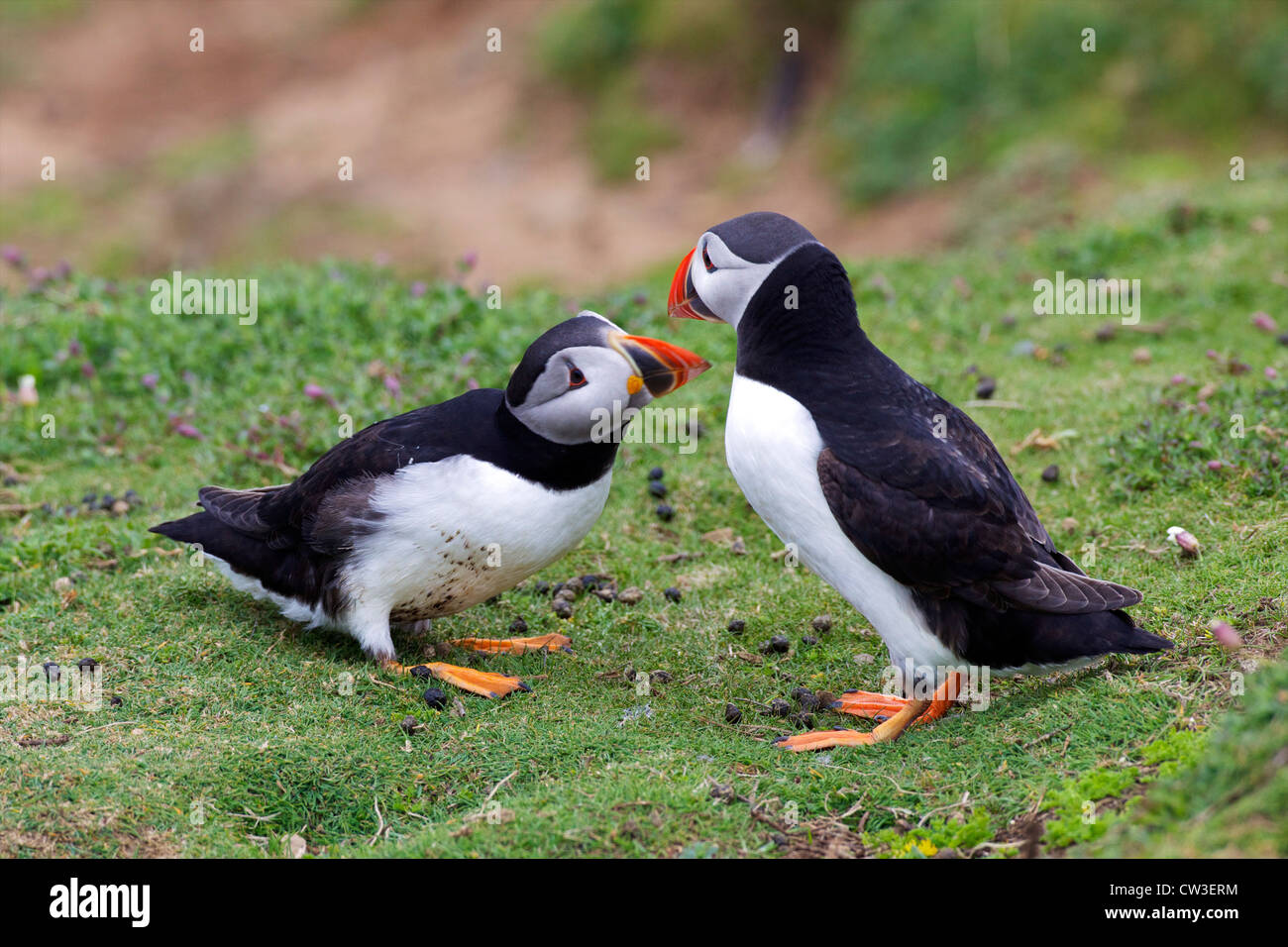 Balz Ritual der Paarung Papageientaucher auf Skomer Island, Pembrokeshire Nationalpark, Wales, Cymru, United Kingdom, UK, Stockfoto