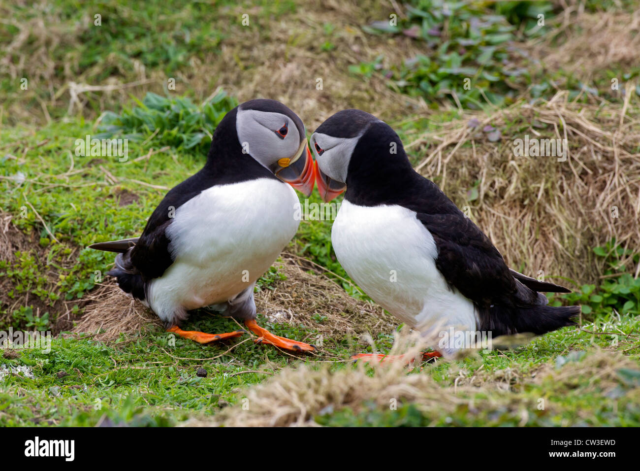 Balzritual der Paarungspapageientaucher auf Skomer Island, Pembrokeshire National Park, Wales, Vereinigtes Königreich, Großbritannien, Stockfoto