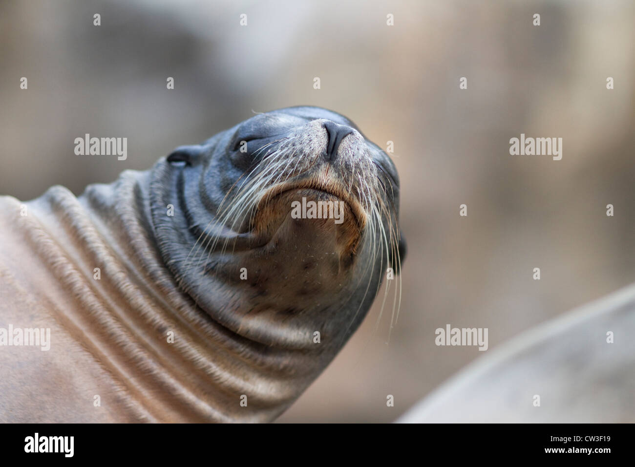 Harbor Seal im Seaworld in Florida USA Stockfoto