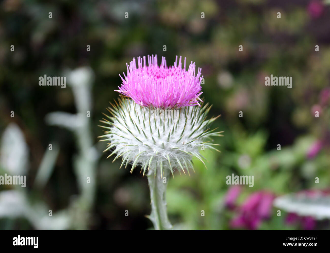 Eine Nahaufnahme von einer Distel, Nationalblume Schottlands Stockfoto