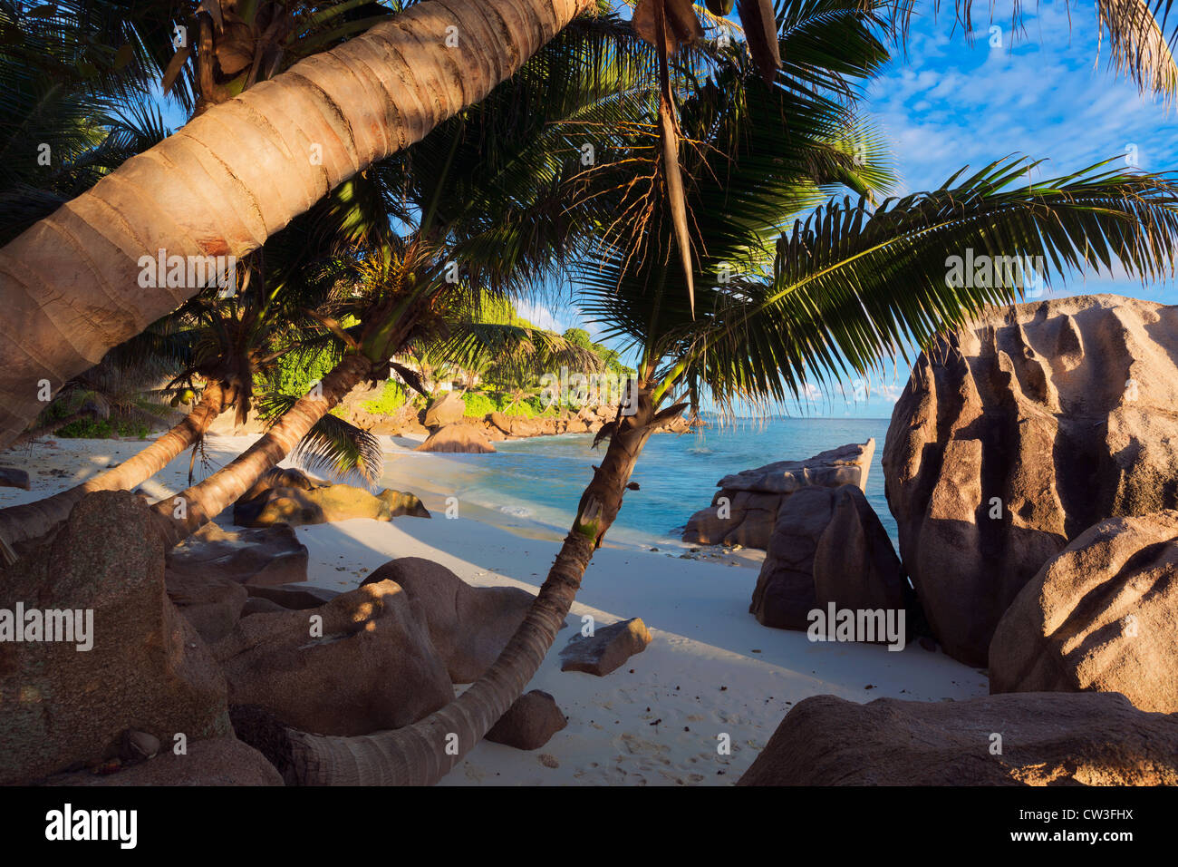 Ansicht des Strandes durch schiefe Kokospalmen. Insel La Digue. Seychellen. Stockfoto