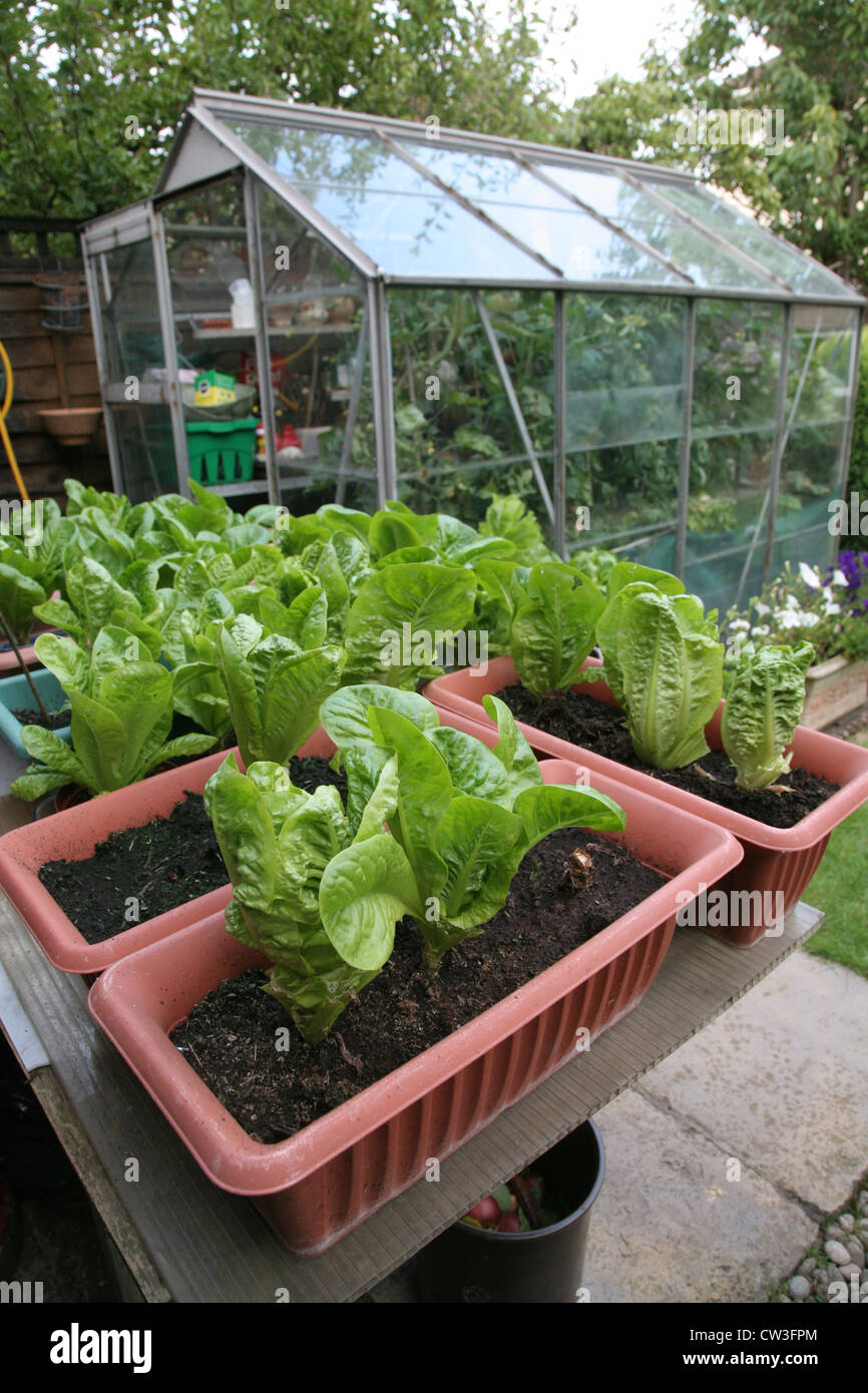 Anbau in Töpfen in einem Garten mit Gewächshaus hinter Salate Stockfoto