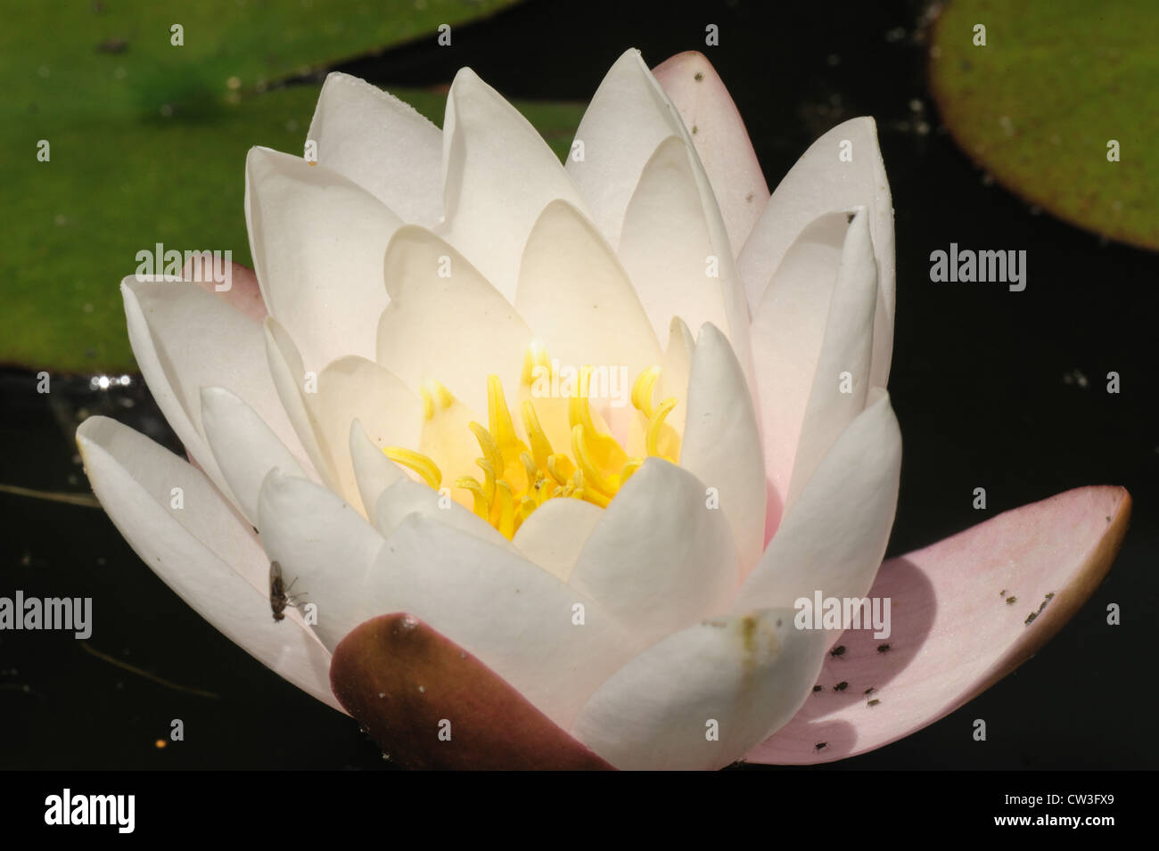 Seerose-Blattlaus (Rhopalosiphum Nympheae) am Lilie Blume Stockfoto