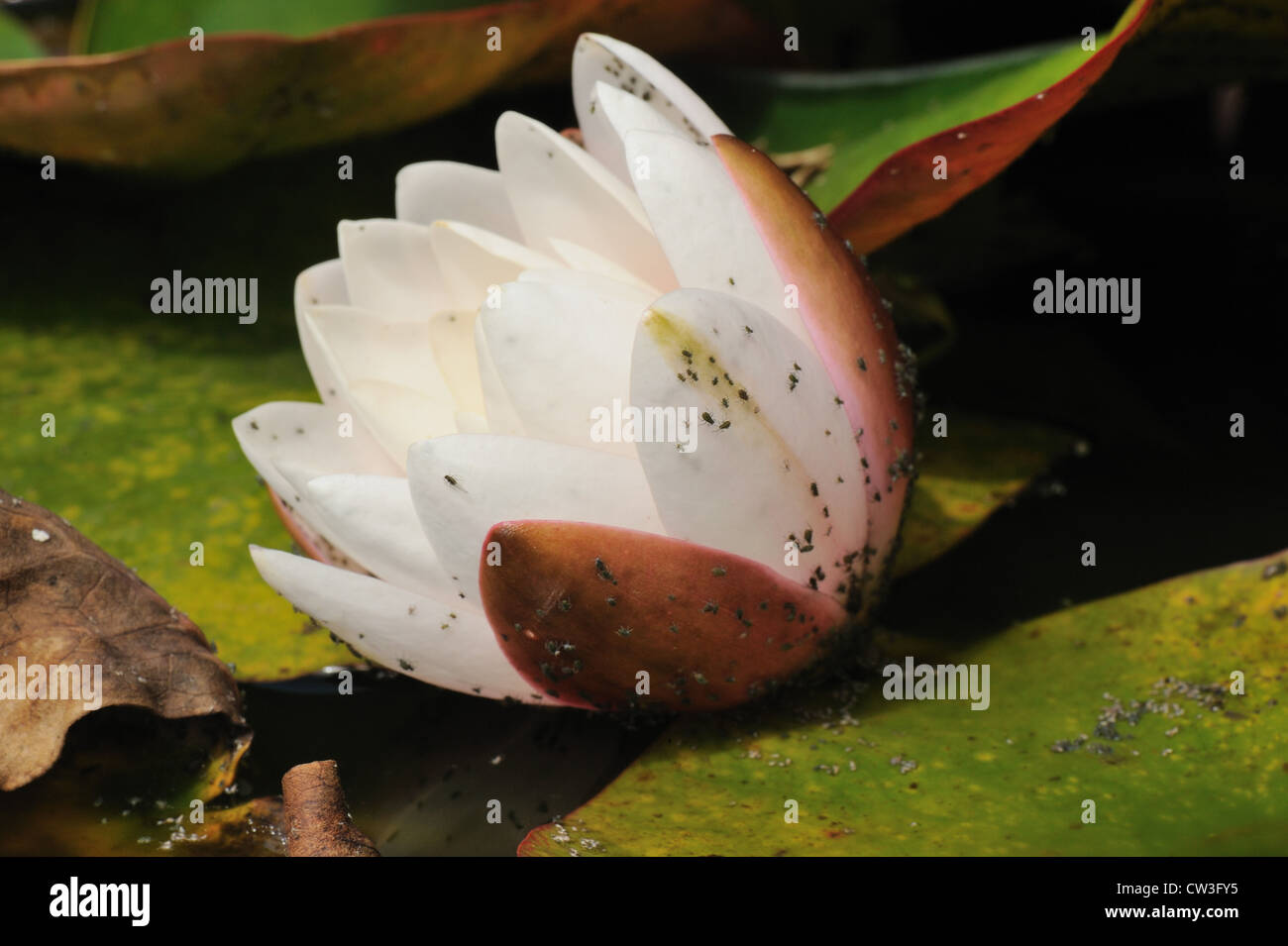 Seerose-Blattlaus (Rhopalosiphum Nympheae) am Lilie Blume Stockfoto