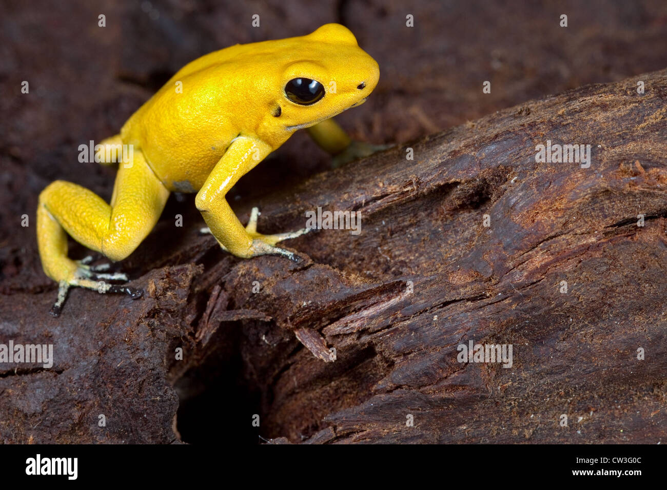 Frosch sehr giftige Tier mit Warnung Farben Phyllobates Terribilis Kolumbien Amazonas Regenwald giftigen Amphibien zu vergiften Stockfoto