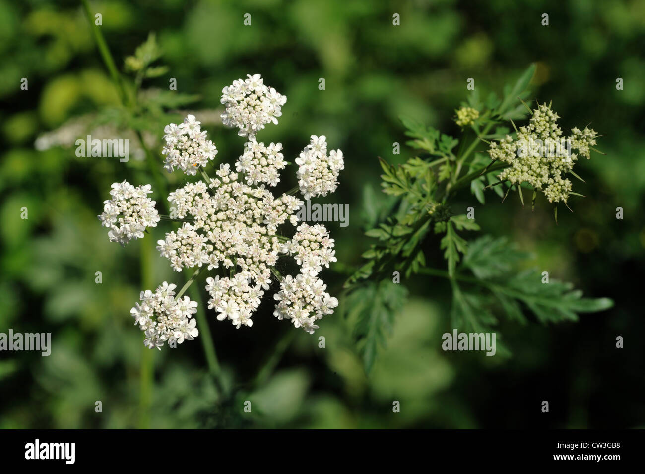 Dummkopfs Petersilie (Aethusa Cynapium) Blüte Dolde Stockfoto