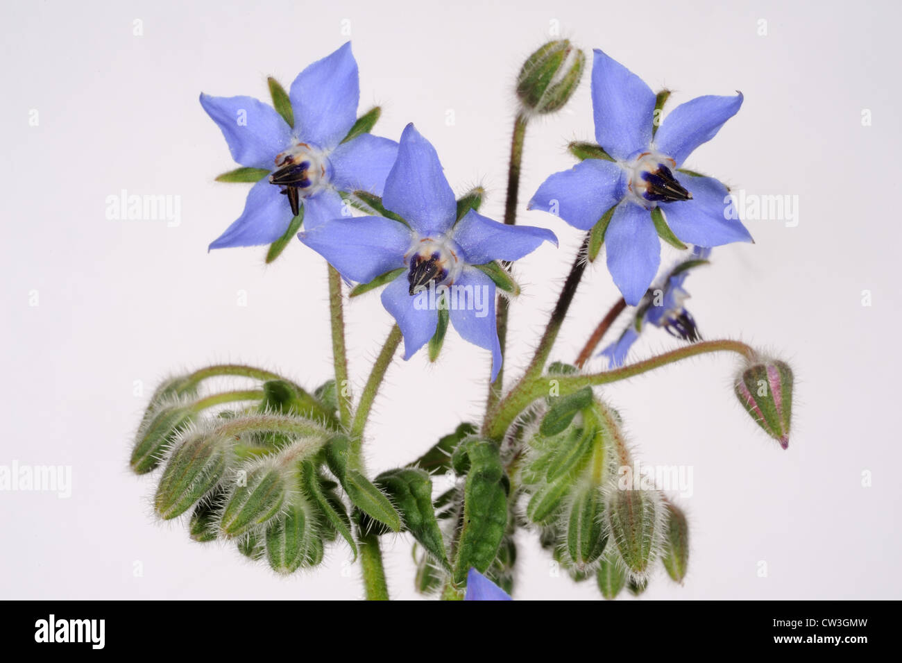 Borretsch oder Starflower Blume (Borrango Officinalis) eine Quelle von Gamma-Linolsäure Stockfoto