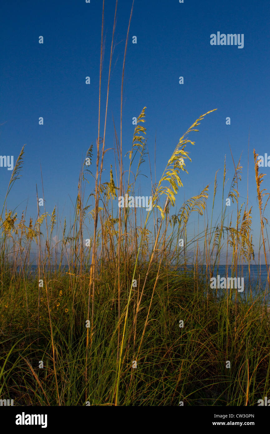 Seegras am Strand von Sanibel Island, Florida Stockfoto