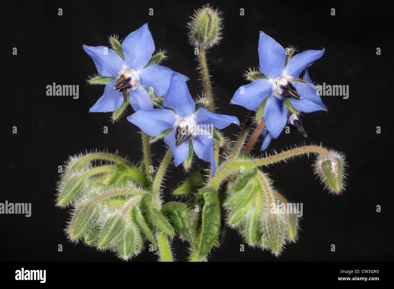 Borretsch oder Starflower Blume (Borrango Officinalis) eine Quelle von Gamma-Linolsäure Stockfoto