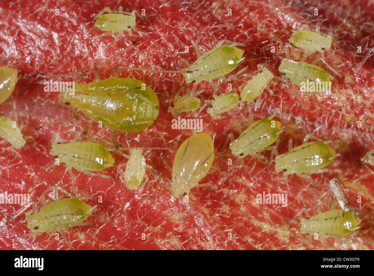 Hibiscus blattläuse -Fotos und -Bildmaterial in hoher Auflösung – Alamy