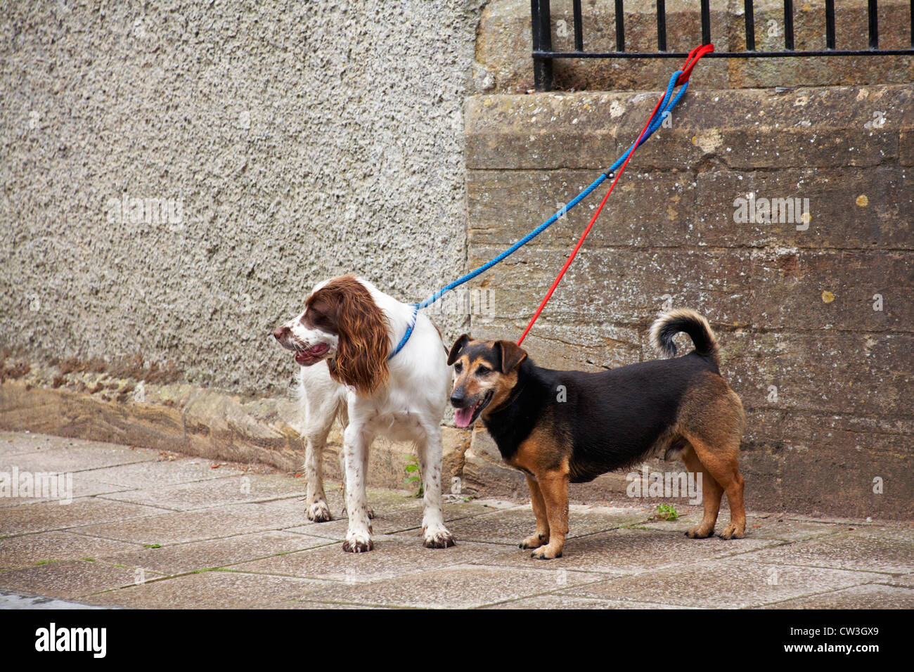 Zwei Hunde an der Leine, einer auf Bleimennige und einer blauen Leine gebunden an Geländern an Sherborne im August Stockfoto