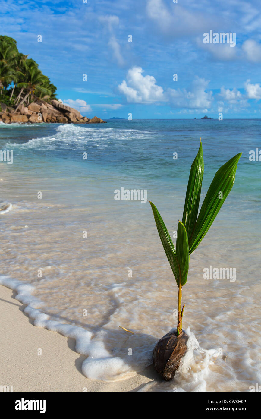 Keimenden Kokosnuss am Meeresufer. Insel La Digue. Seychellen. Stockfoto